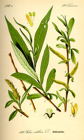 Saule Blanc - Salix Alba